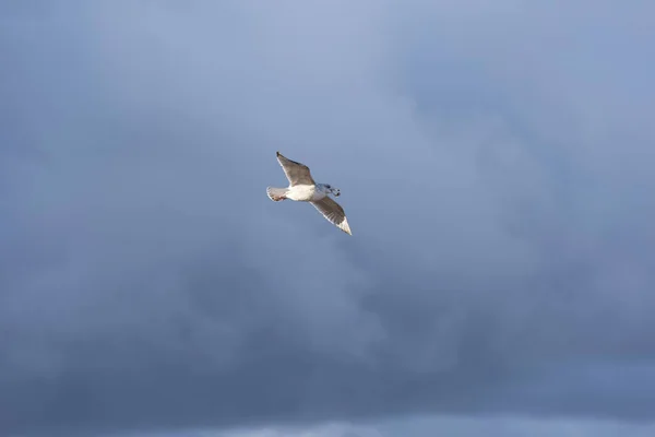 Bu Gaga bir midye kabuğu ile ringa martı (Larus argentatus) Mecklenburg-Western Pomerania, Almanya bir Baltık Denizi plajda uçan