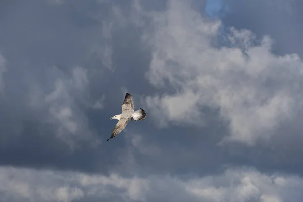 Bu Gaga bir midye kabuğu ile ringa martı (Larus argentatus) Mecklenburg-Western Pomerania, Almanya bir Baltık Denizi plajda uçan