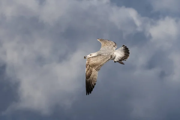 Bu Gaga bir midye kabuğu ile ringa martı (Larus argentatus) Mecklenburg-Western Pomerania, Almanya bir Baltık Denizi plajda uçan