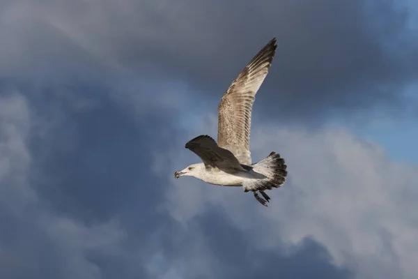 Bu Gaga bir midye kabuğu ile ringa martı (Larus argentatus) Mecklenburg-Western Pomerania, Almanya bir Baltık Denizi plajda uçan