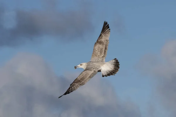 Bu Gaga bir midye kabuğu ile ringa martı (Larus argentatus) Mecklenburg-Western Pomerania, Almanya bir Baltık Denizi plajda uçan