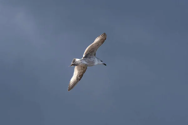 Bu Gaga bir midye kabuğu ile ringa martı (Larus argentatus) Mecklenburg-Western Pomerania, Almanya bir Baltık Denizi plajda uçan