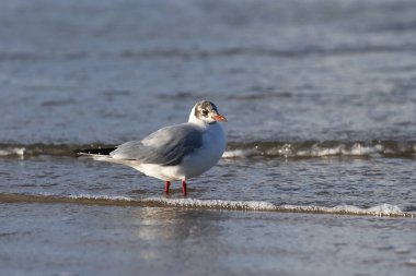 Karabaş Martı (Chroicocephalus ridibundus) bir Baltık Denizi plajda, Mecklenburg-Western Pomerania, Almanya