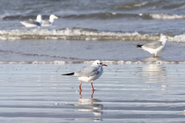 Karabaş Martı (Chroicocephalus ridibundus) bir Baltık Denizi plajda, Mecklenburg-Western Pomerania, Almanya