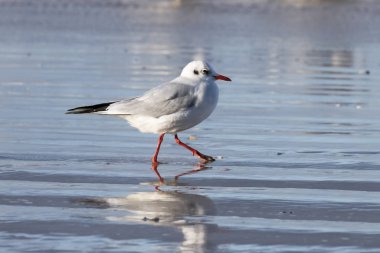 Karabaş Martı (Chroicocephalus ridibundus) bir Baltık Denizi plajda, Mecklenburg-Western Pomerania, Almanya