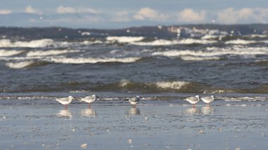 Karabaş Martı (Chroicocephalus ridibundus) bir Baltık Denizi plajda, Mecklenburg-Western Pomerania, Almanya