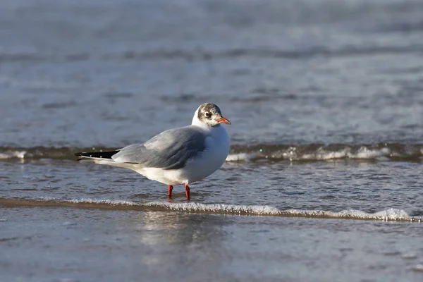 Karabaş Martı (Chroicocephalus ridibundus) bir Baltık Denizi plajda, Mecklenburg-Western Pomerania, Almanya