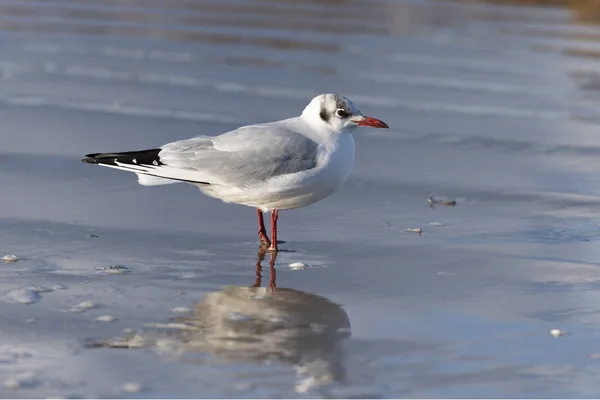 Karabaş Martı (Chroicocephalus ridibundus) bir Baltık Denizi plajda, Mecklenburg-Western Pomerania, Almanya