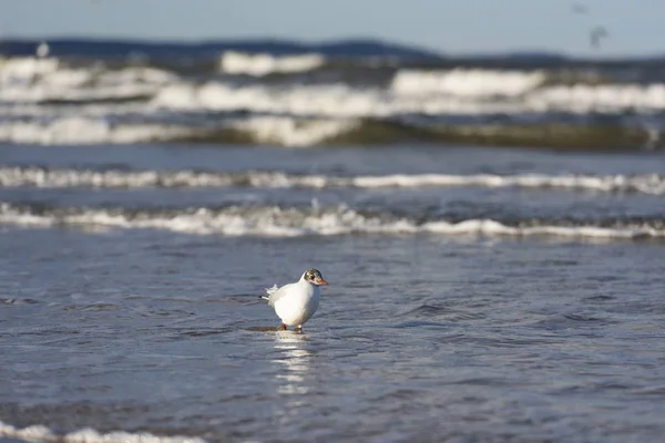 Karabaş Martı (Chroicocephalus ridibundus) bir Baltık Denizi plajda, Mecklenburg-Western Pomerania, Almanya