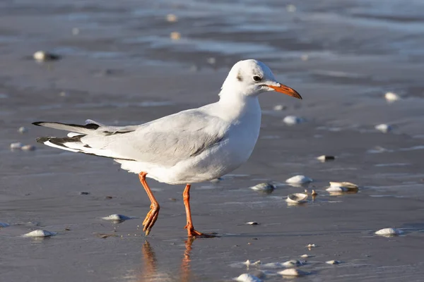 Karabaş Martı (Chroicocephalus ridibundus) bir Baltık Denizi plajda, Mecklenburg-Western Pomerania, Almanya