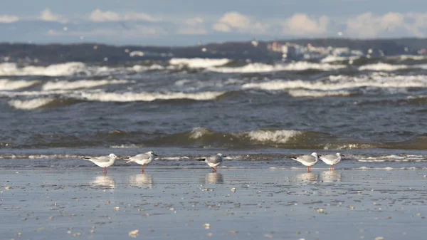 Karabaş Martı (Chroicocephalus ridibundus) bir Baltık Denizi plajda, Mecklenburg-Western Pomerania, Almanya