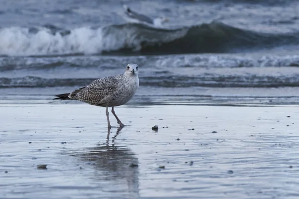 Baltık Denizi plajda, Mecklenburg-Western Pomerania, Almanya Avrupa ringa martı (Larus argentatus)