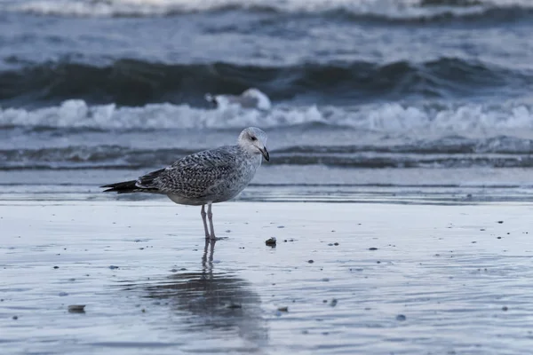 Baltık Denizi plajda, Mecklenburg-Western Pomerania, Almanya Avrupa ringa martı (Larus argentatus)