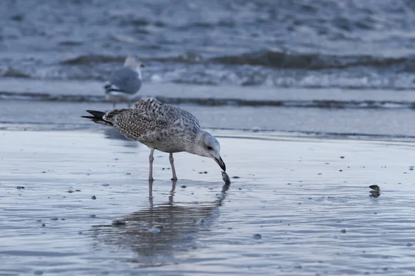 Baltık Denizi plajda, Mecklenburg-Western Pomerania, Almanya Avrupa ringa martı (Larus argentatus)