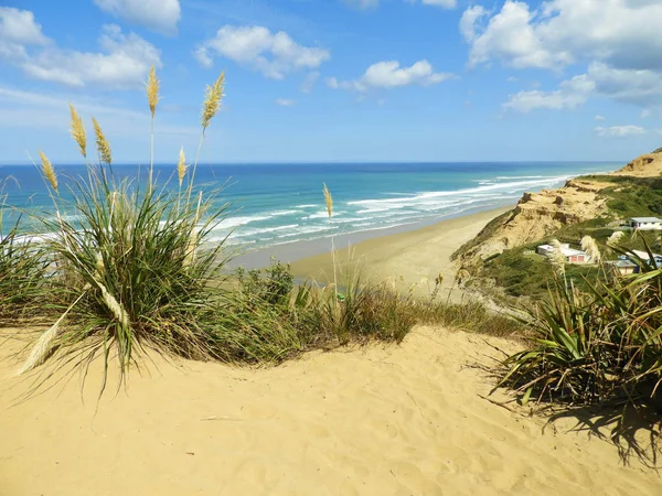 Pampové Trávy Výhled Pobřežní Skále Baylys Beach Nový Zéland — Stock fotografie