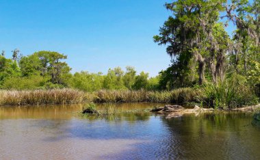 Bal Adası Bataklığı Louisiana yakınındaki New Orleans bir oturum dinlenme timsah