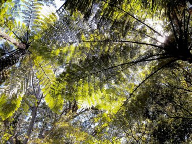 Fern Waipoua ormandaki ağaçların mavi gökyüzü karşı ağaç