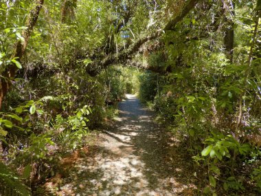 Throgh Yeni Zelanda yoğun, astropikal Waipoua ormanda yürümek
