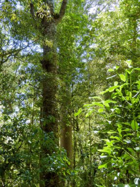 Yeni Zelanda yoğun, astropikal Waipoua ormanda ayakta ağaçlar
