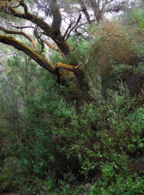Ağaç gövdesi Lake Rotorua, Yeni Zelanda yakınındaki turuncu mineral para ile