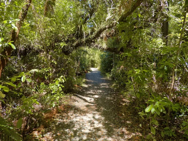 Throgh Yeni Zelanda yoğun, astropikal Waipoua ormanda yürümek
