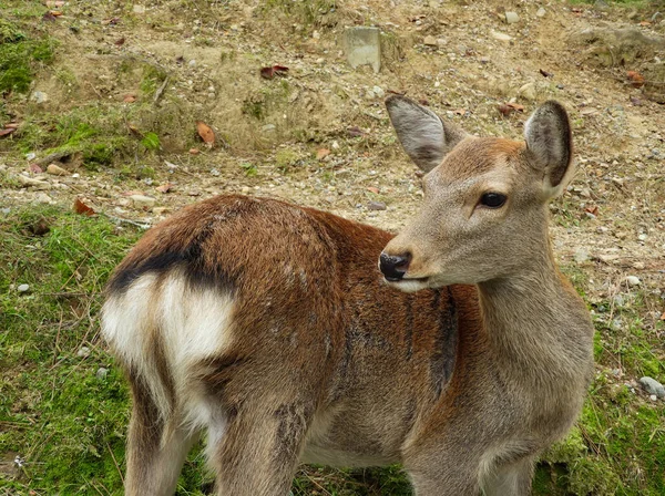 Close-up of a cute deer in Nara Park, Japan