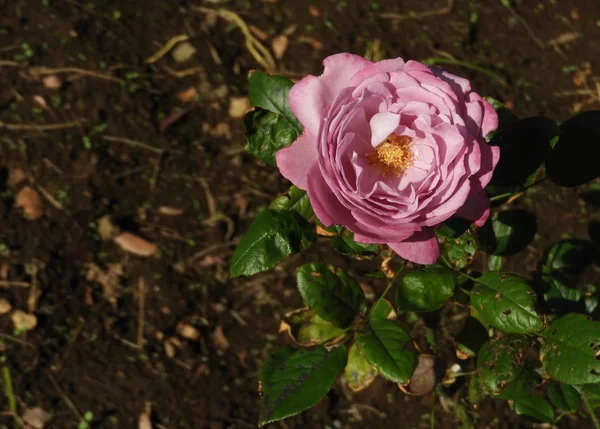 Vista Superior Una Rosa Rosa Con Centro Amarillo Jardín —  Fotos de Stock