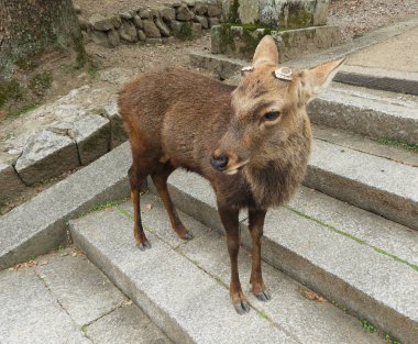 Geyik Nara ayakta merdivenlerde