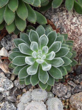 Saç ile bir Echeveria üst görünümü