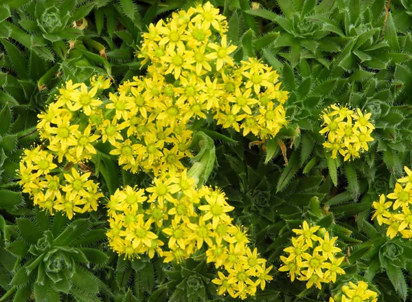 Żółte kwiaty por domu — Zdjęcie stockowe