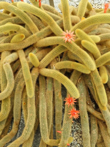 Krysí Ocas Cacti Cleistocactus Winteri Ježovými Zlatými Skvrnky Oranžovým Květy — Stock fotografie