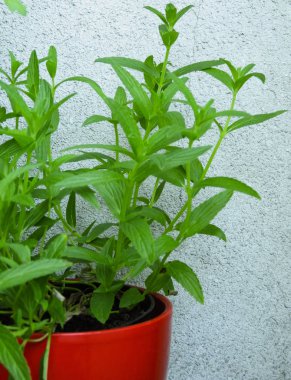 beyaz bir duvarın önünde kırmızı bir bitki tencerede genç bir Nepeta (Catnip)