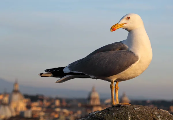 Gaviota Roma Atardecer —  Fotos de Stock