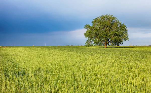 Green Fields Young Wheat Spring — Stock Photo, Image