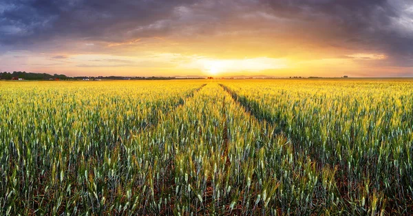 Buğday Alan Gün Batımında Panoraması — Stok fotoğraf