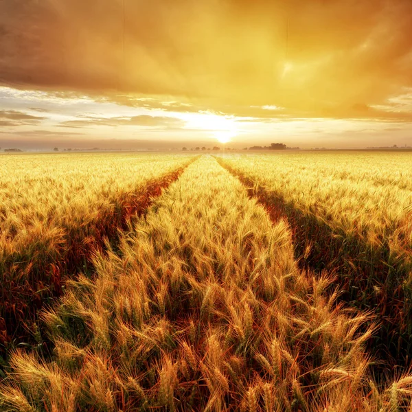 Gouden Tarwe Werd Uitgevangen Bij Zonsondergang Landelijke Platteland — Stockfoto