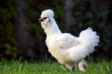 Eğlenceli beyaz tavuk çalıştıran