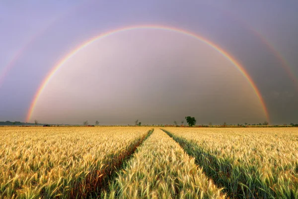 Weizenfeld Landwirtschaft Mit Regenbogen — Stockfoto