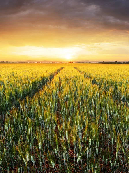 Campo Trigo Com Paisagem Por Sol Ouro Indústria Agrícola — Fotografia de Stock