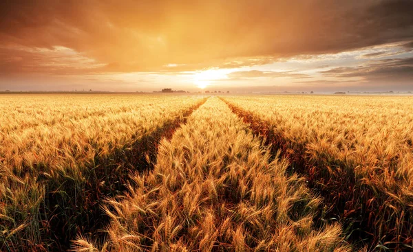 Paisagem Com Campo Trigo Agricultura Panorama — Fotografia de Stock