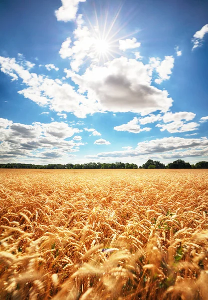 Campo Trigo Ensolarado Durante Dia — Fotografia de Stock