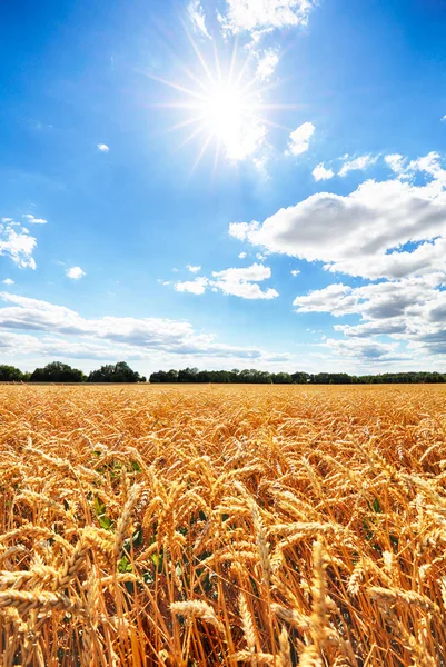 Champ Blé Avec Soleil Ciel Bleu Industrie Agricole — Photo