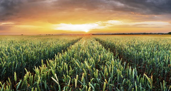 小麦场绿草景观日落 — 图库照片