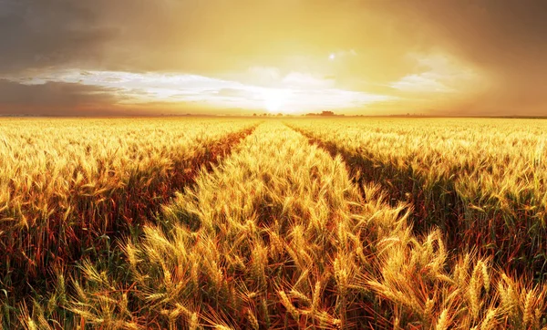 Goldweizen Bei Sonnenuntergang Ländliche Landschaft — Stockfoto