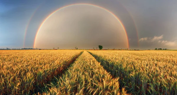 Веселка Над Пшеничним Полем Панорама — стокове фото