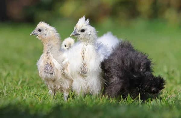 一群在草地上的小小鸡 — 图库照片