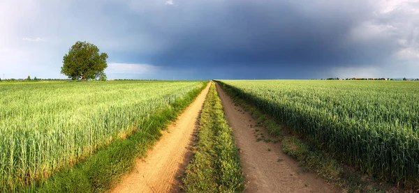 Bela Paisagem Rural Primavera Com Campo Árvore Trigo — Fotografia de Stock