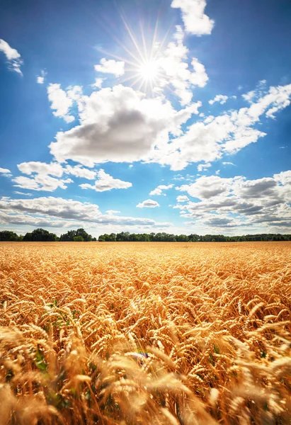 Солнечное Пшеничное Поле Солнцем — стоковое фото