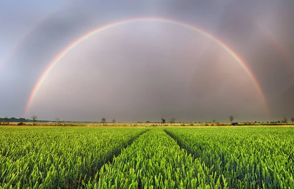 Regenbogen Über Weizenfeld Panorama — Stockfoto