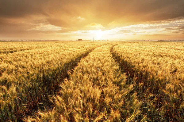 Tarweveld Met Gouden Zonsondergang Landschap Landbouwindustrie — Stockfoto